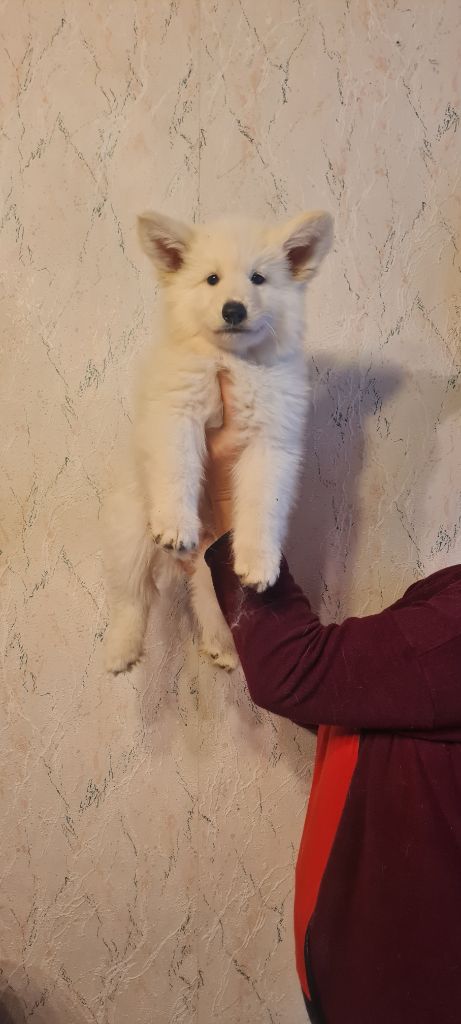 Des Blancs De La Pierre Lune - Chiot disponible  - Berger Blanc Suisse