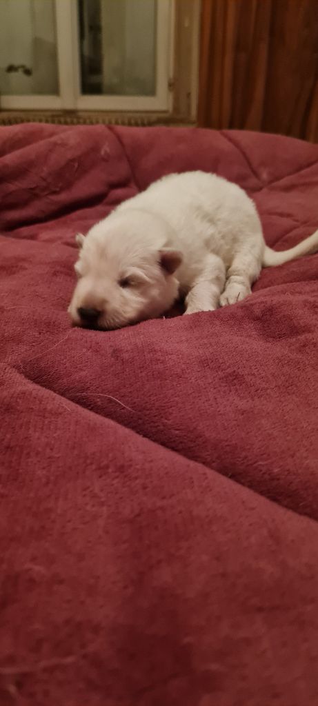 Des Blancs De La Pierre Lune - Chiot disponible  - Berger Blanc Suisse