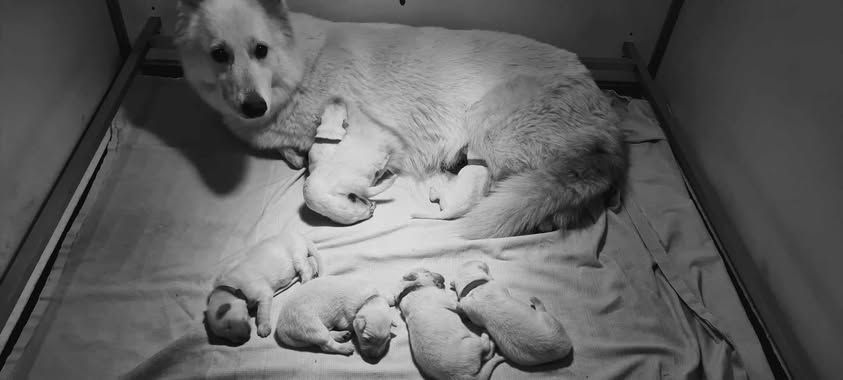 Des Blancs De La Pierre Lune - Chiot disponible  - Berger Blanc Suisse