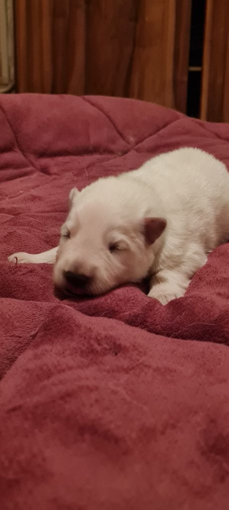 Des Blancs De La Pierre Lune - Chiot disponible  - Berger Blanc Suisse