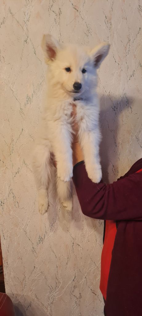 Des Blancs De La Pierre Lune - Chiot disponible  - Berger Blanc Suisse