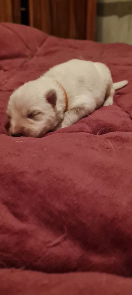 Des Blancs De La Pierre Lune - Chiot disponible  - Berger Blanc Suisse