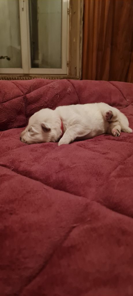 Des Blancs De La Pierre Lune - Chiot disponible  - Berger Blanc Suisse