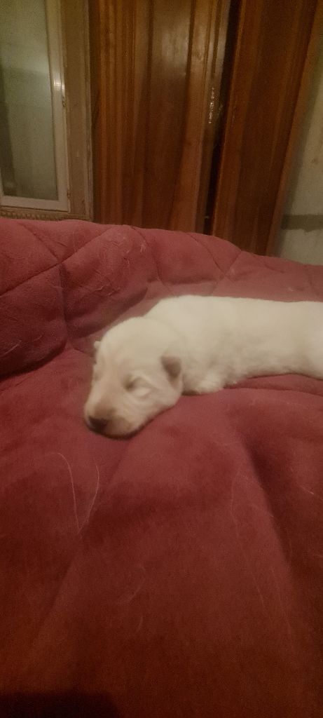 Des Blancs De La Pierre Lune - Chiot disponible  - Berger Blanc Suisse