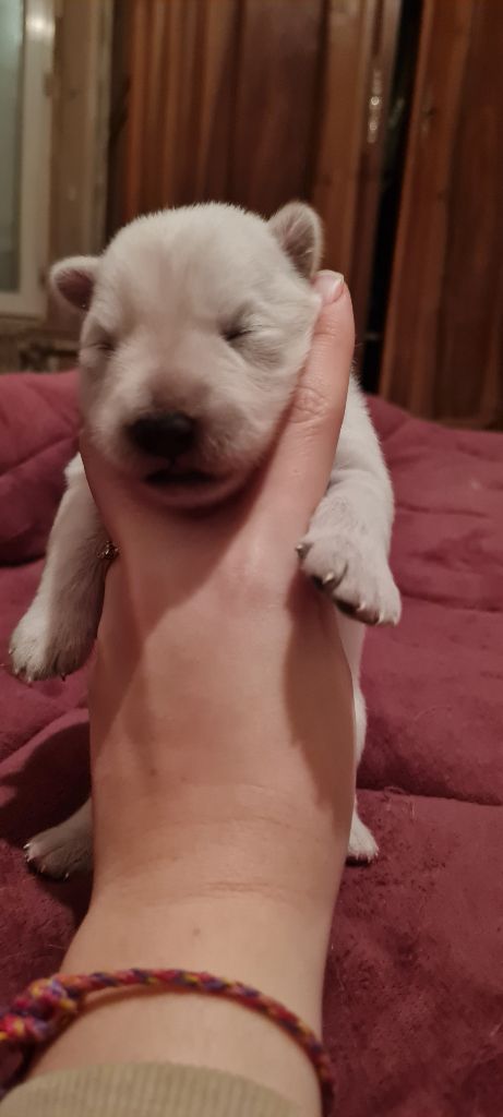 Des Blancs De La Pierre Lune - Chiot disponible  - Berger Blanc Suisse