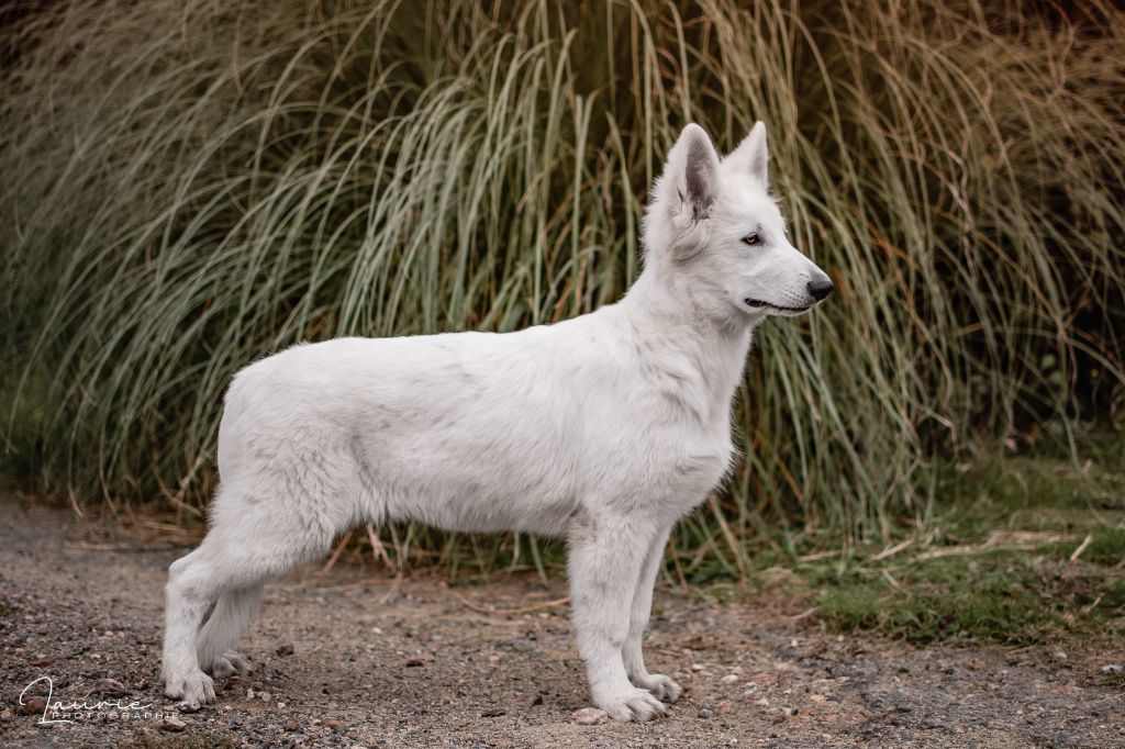 Alba Des Blancs De La Pierre Lune