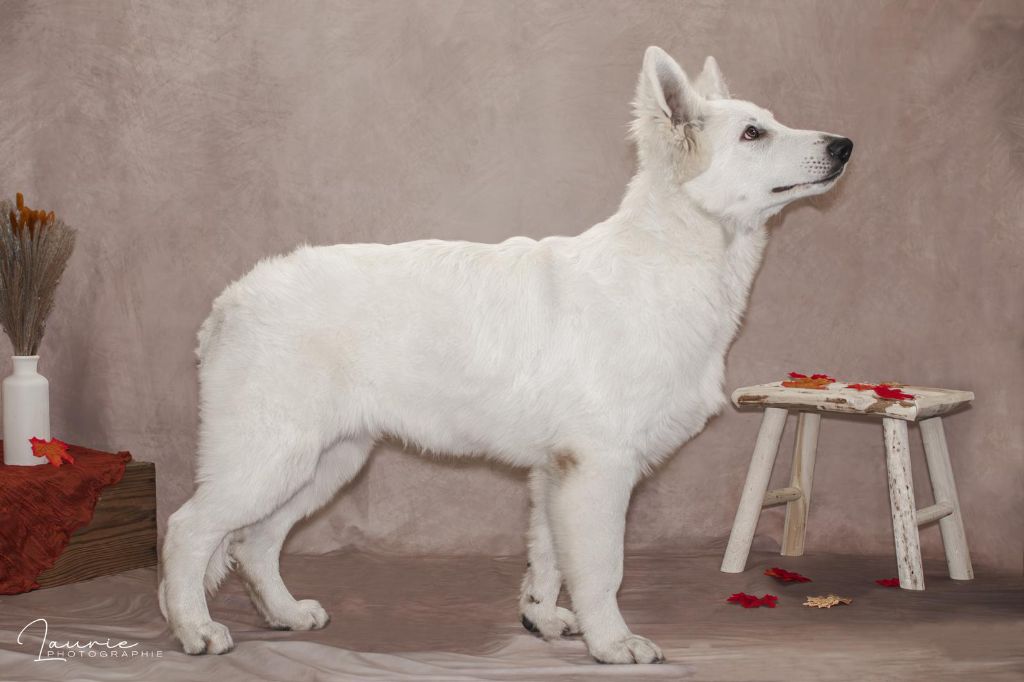 Apash Des Blancs De La Pierre Lune