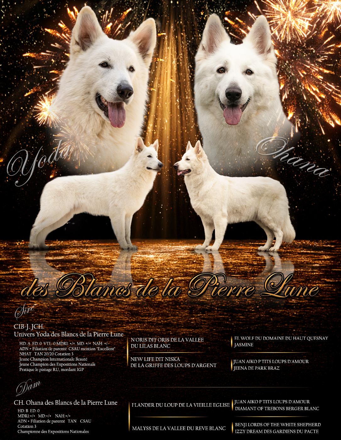 Confirmation de gestation