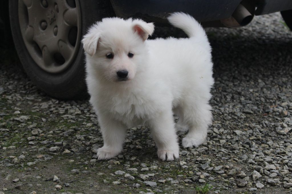 New-Life dite "Niska" de la Griffe des Loups d'Argent