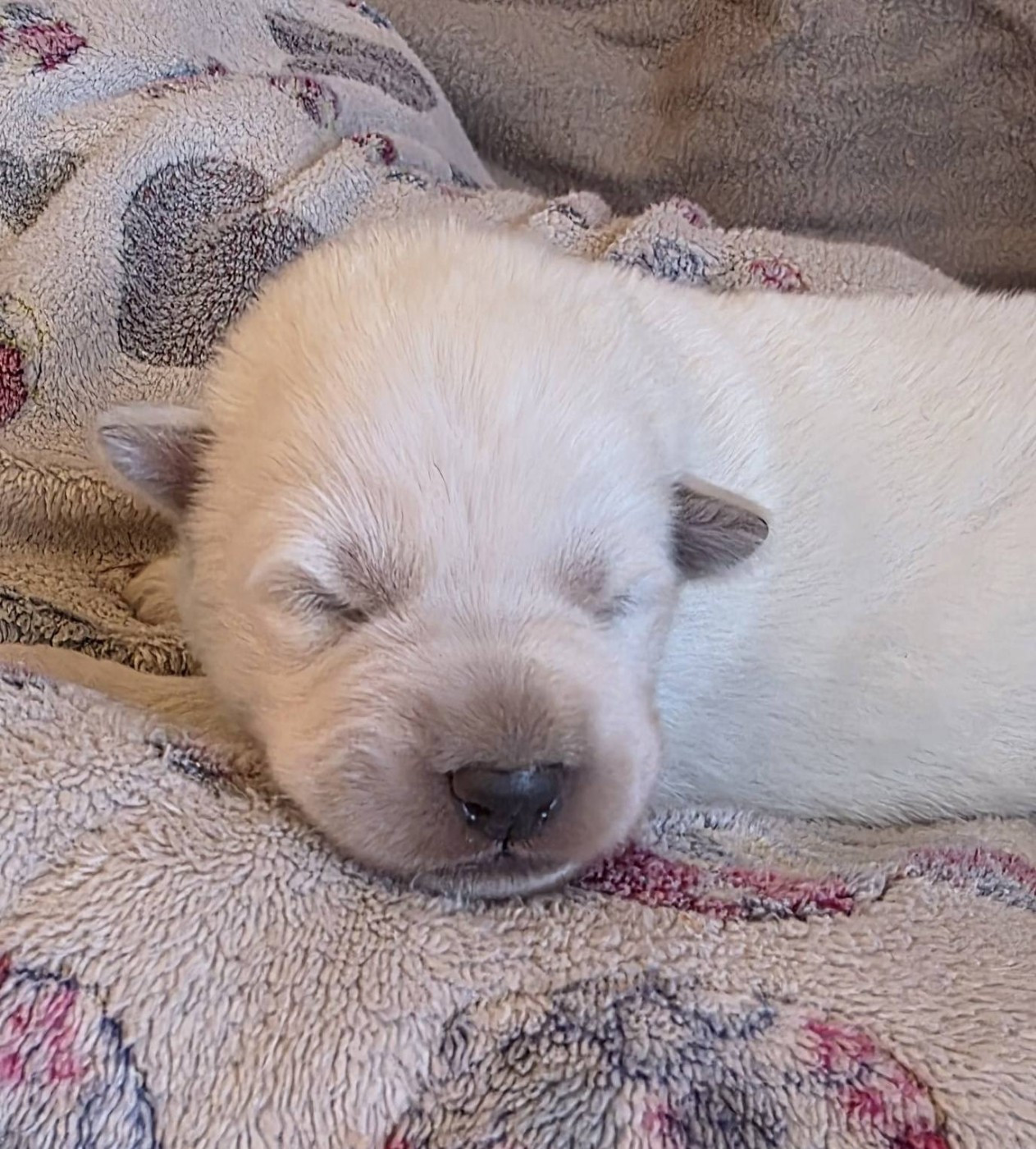 Des Blancs De La Pierre Lune - Chiots disponibles - Berger Blanc Suisse