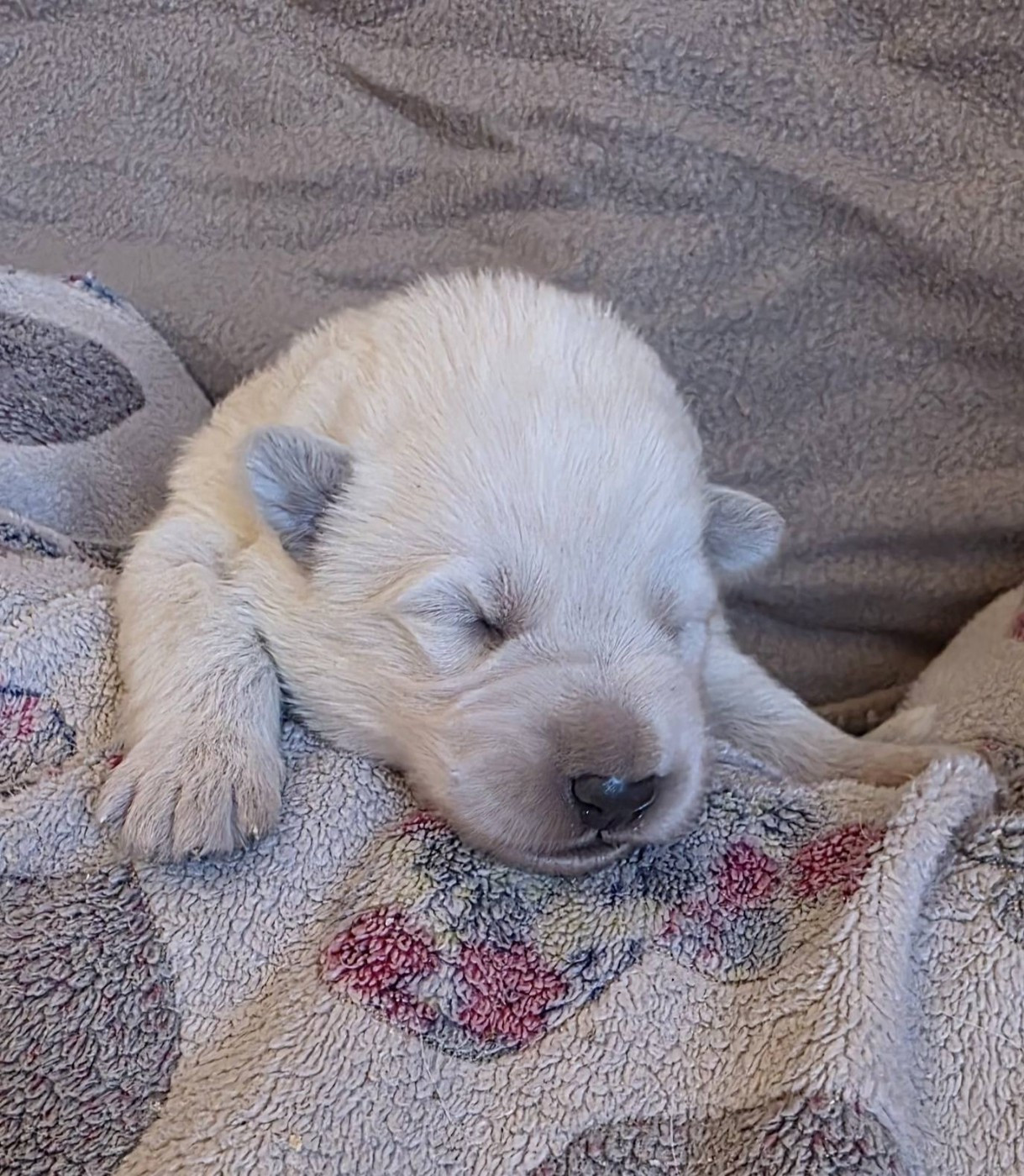 Des Blancs De La Pierre Lune - Chiots disponibles - Berger Blanc Suisse