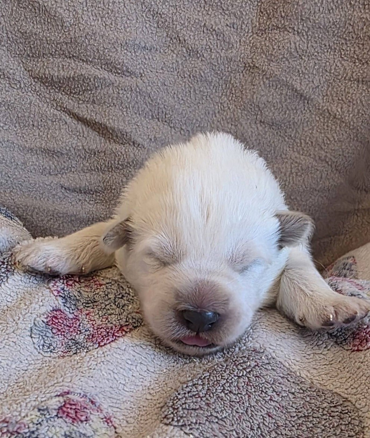 Des Blancs De La Pierre Lune - Chiots disponibles - Berger Blanc Suisse