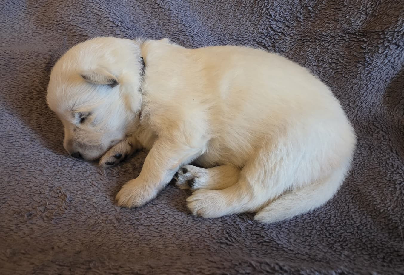 Des Blancs De La Pierre Lune - Chiots disponibles - Berger Blanc Suisse