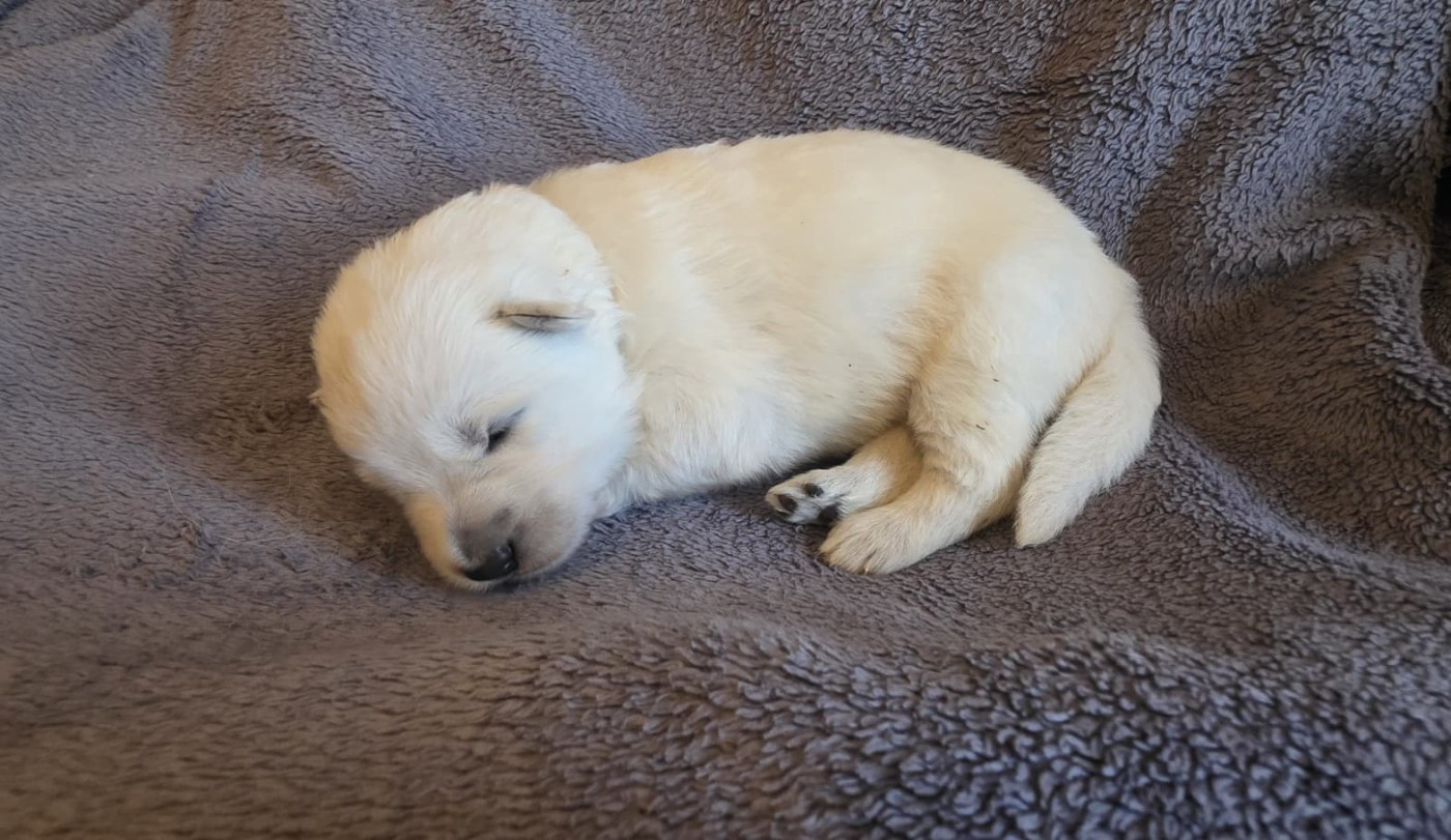 Des Blancs De La Pierre Lune - Chiots disponibles - Berger Blanc Suisse