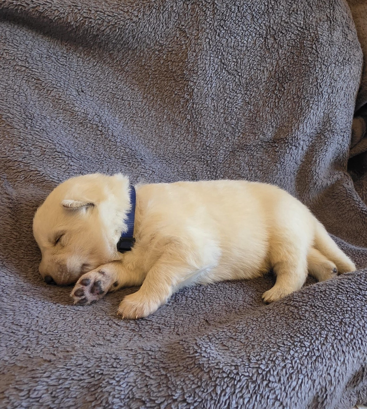 Des Blancs De La Pierre Lune - Chiots disponibles - Berger Blanc Suisse