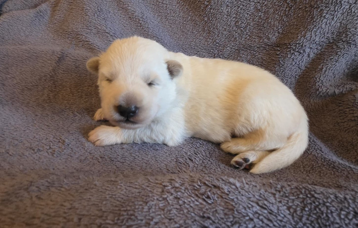 Des Blancs De La Pierre Lune - Chiots disponibles - Berger Blanc Suisse