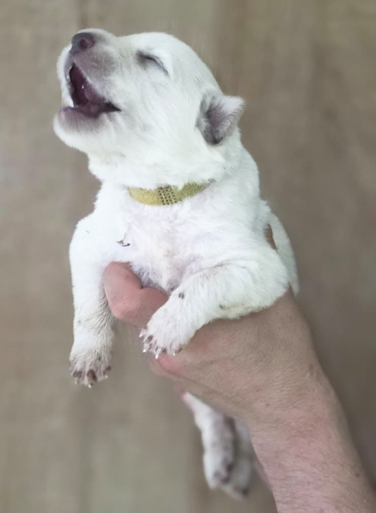 Des Blancs De La Pierre Lune - Chiots disponibles - Berger Blanc Suisse