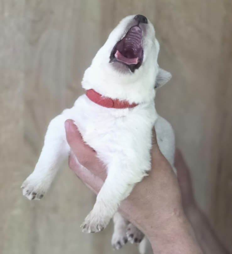 Des Blancs De La Pierre Lune - Chiots disponibles - Berger Blanc Suisse