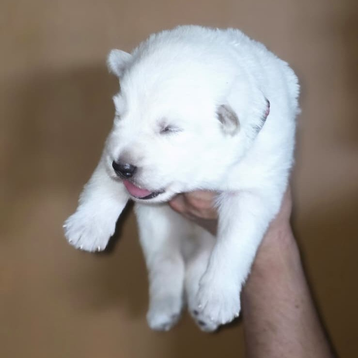 Des Blancs De La Pierre Lune - Chiots disponibles - Berger Blanc Suisse