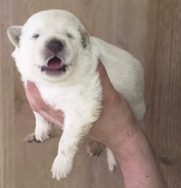 Des Blancs De La Pierre Lune - Chiots disponibles - Berger Blanc Suisse