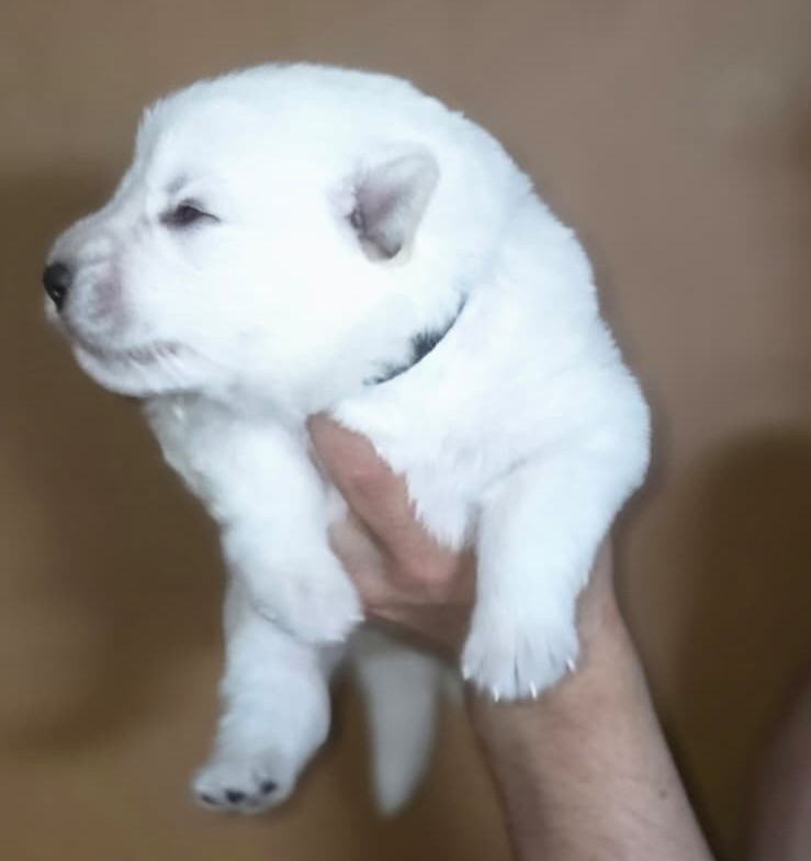 Des Blancs De La Pierre Lune - Chiots disponibles - Berger Blanc Suisse