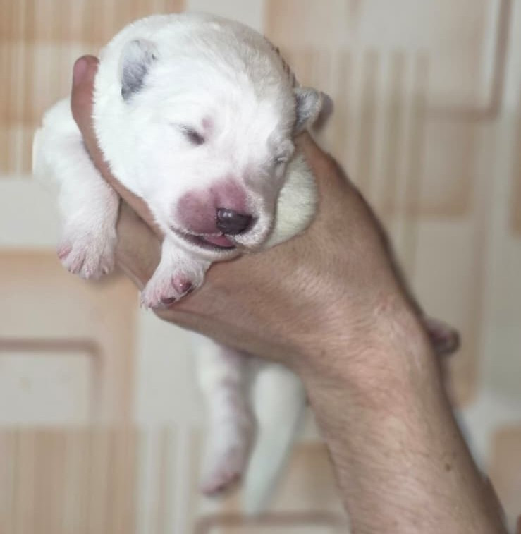 Des Blancs De La Pierre Lune - Chiots disponibles - Berger Blanc Suisse