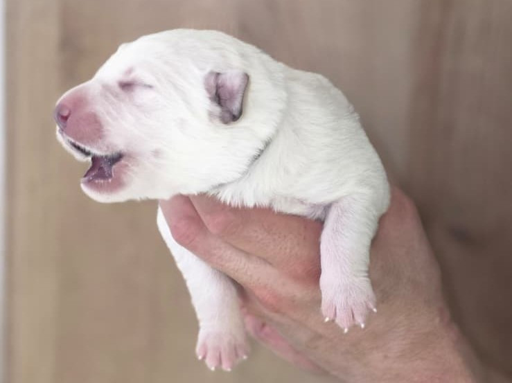 Des Blancs De La Pierre Lune - Chiots disponibles - Berger Blanc Suisse