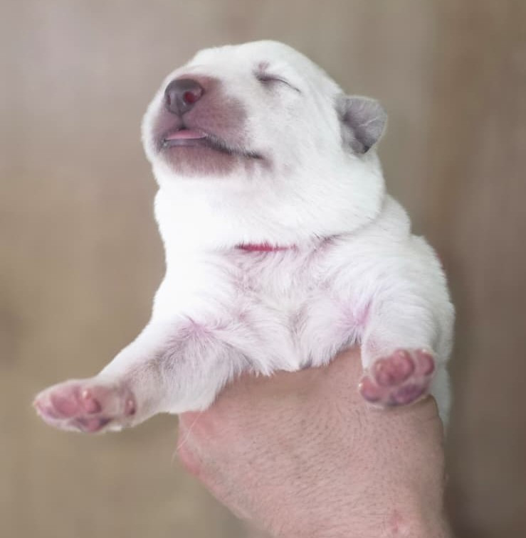 Des Blancs De La Pierre Lune - Chiots disponibles - Berger Blanc Suisse