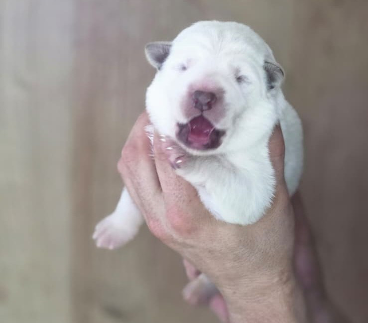 Des Blancs De La Pierre Lune - Chiots disponibles - Berger Blanc Suisse