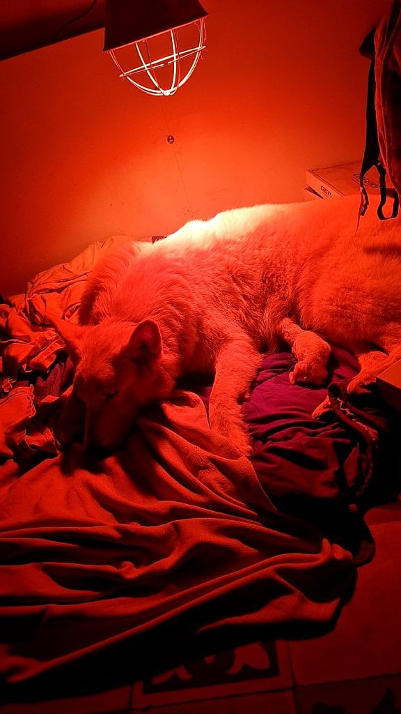 Chiot Berger Blanc Suisse Des Blancs De La Pierre Lune