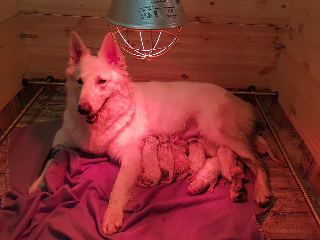 Chiot Berger Blanc Suisse Des Blancs De La Pierre Lune