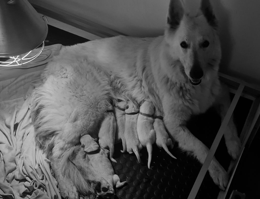 Chiot Berger Blanc Suisse Des Blancs De La Pierre Lune