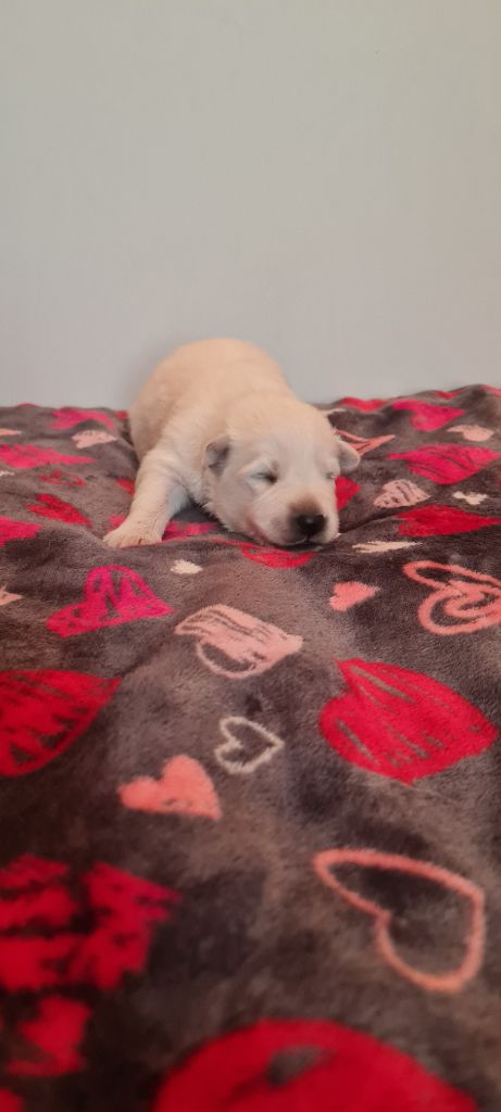 Des Blancs De La Pierre Lune - Chiots disponibles - Berger Blanc Suisse
