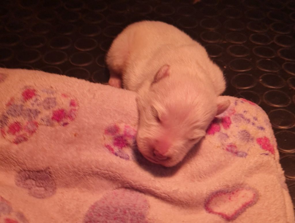 Des Blancs De La Pierre Lune - Chiots disponibles - Berger Blanc Suisse