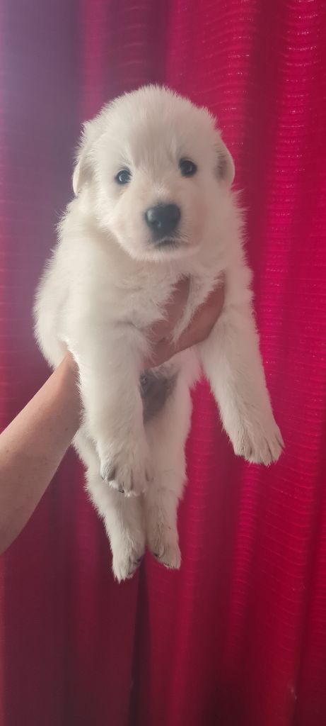 Des Blancs De La Pierre Lune - Chiots disponibles - Berger Blanc Suisse